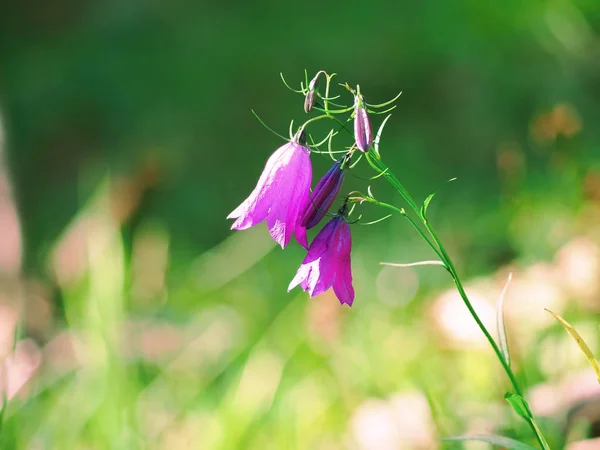 Virágok Crocus Heuffelianus Kárpát Hegység — Stock Fotó