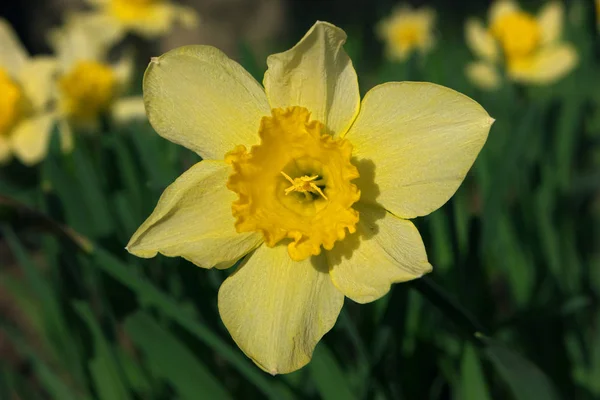 Flores Narcisas Amarillas Hierba Verde —  Fotos de Stock