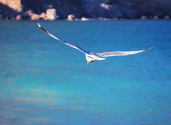 Seagul Survolant Mer Près Des Montagnes — Photo