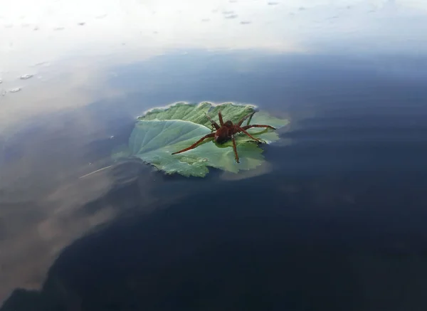 Viajante Aranha Vermelha Com Gota Água Folha Verde Lago Nadando — Fotografia de Stock