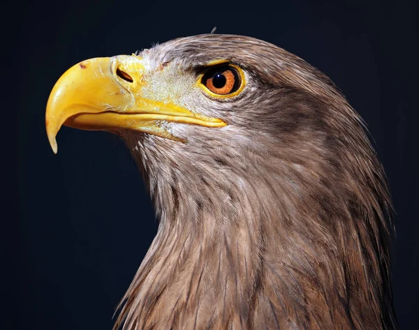 Eagle Ernstige Brown Blauwe Achtergrond Portret Trots Profiel — Stockfoto