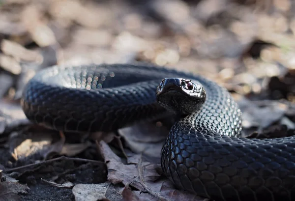 Schwarze Schöne Gefährliche Schlange Kriecht Den Blättern Wald Und Schaut — Stockfoto