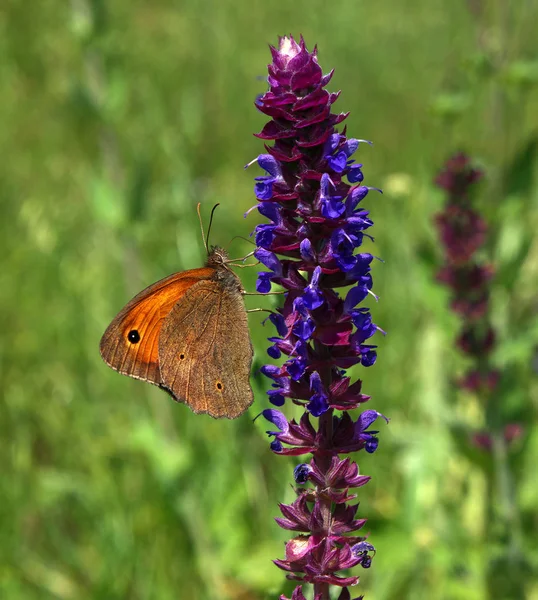 Butterfly Oranje Grauw Lycaon Zonnige Bloem — Stockfoto
