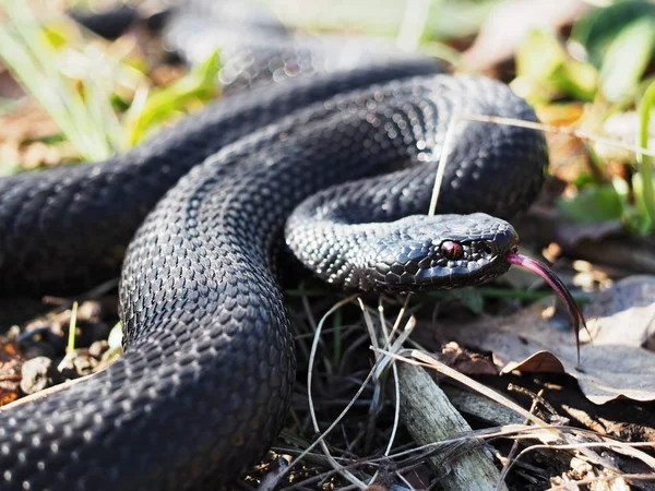 Serpiente Negra Tendida Hierba Acurrucada Una Bola —  Fotos de Stock