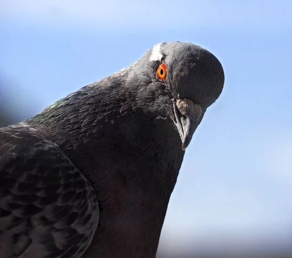 Dove Nära Upp Med Brigt Öga Blå Himmel Bakgrund — Stockfoto