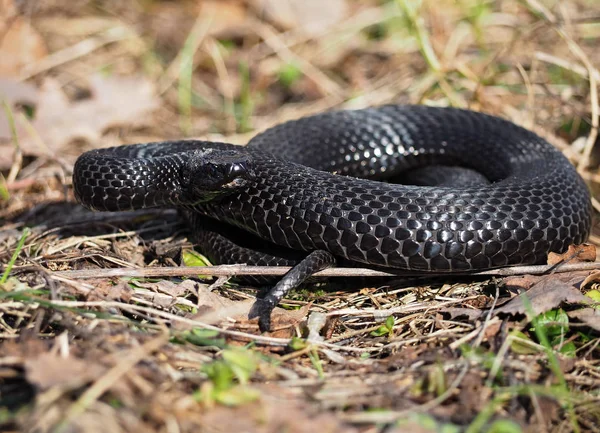 Serpiente Negra Escondida Hierba Sol Acurrucada Bola —  Fotos de Stock