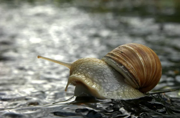 Superstar Escargot Sur Rocher — Photo