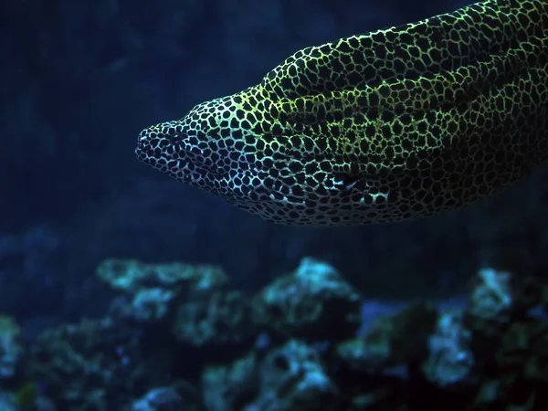 Yılan Mercan Yakınındaki Mavi Denizde Benekli Murena Yakın Çekim — Stok fotoğraf