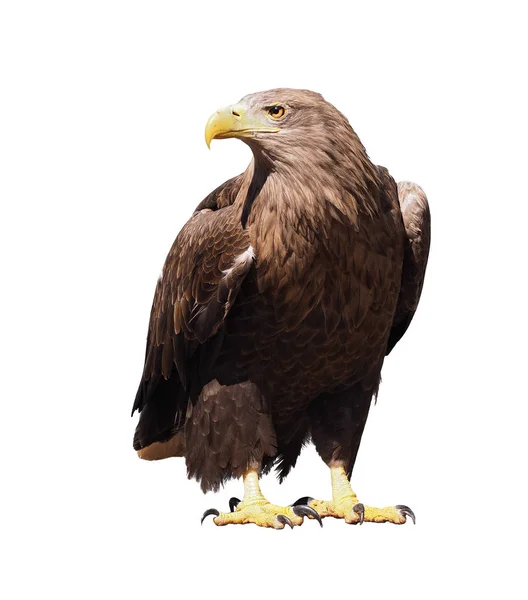 Adler Mit Gelbem Schnabel Isoliert Bei Weiß — Stockfoto