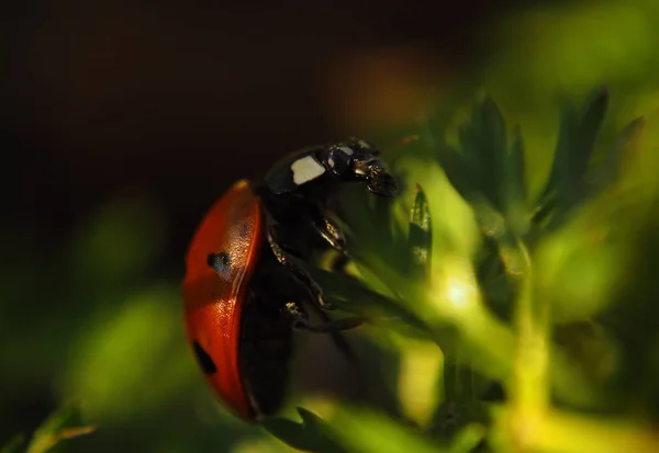 Coccinelle Tachetée Rouge Grimpant Herbe Verte Soleil — Photo