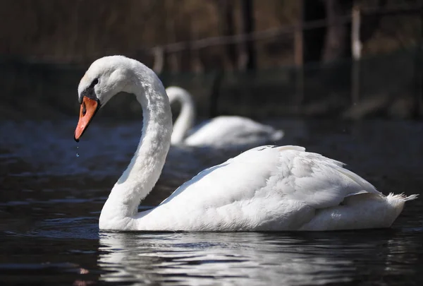 Swan Branco Nadando Simetria Lago — Fotografia de Stock
