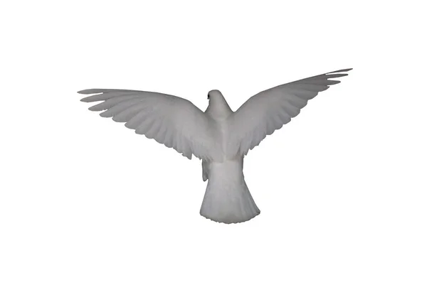 White Dove Flight Pigeon Isolated White Back View — Stock Photo, Image