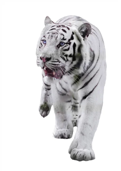 Белый Большой Тигр Panthera Bengalensis Идущий Изоляции Белом — стоковое фото