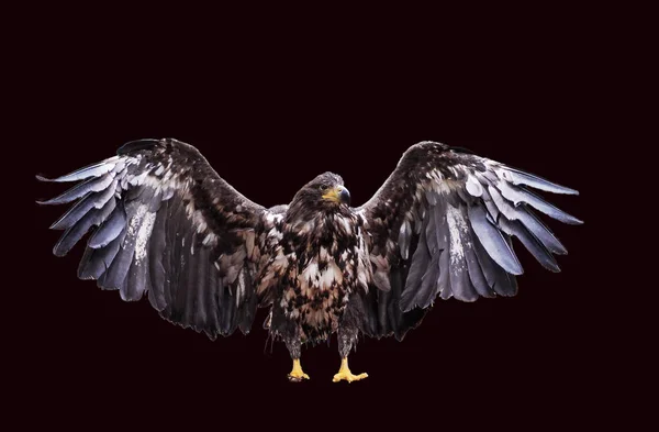 Adler Mit Geöffneten Flügeln Isoliert — Stockfoto