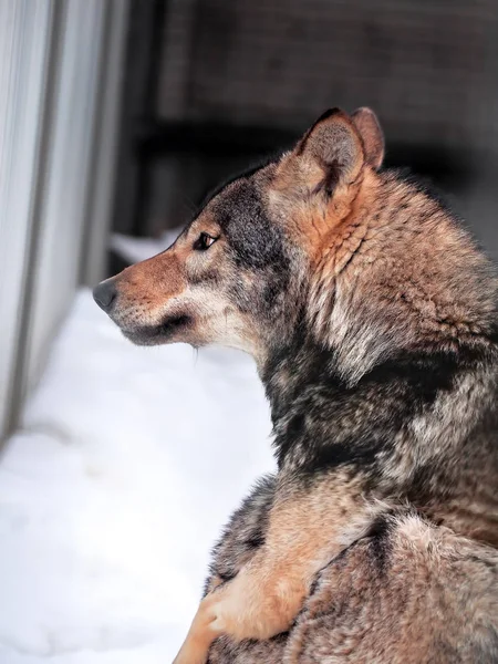 Grijze Wolf Sneeuw Close — Stockfoto