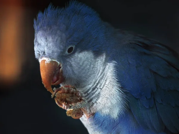 Blaupapagei Ast Frisst Brot — Stockfoto