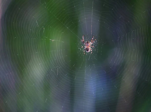 Aranha Sentado Centro Rede Fechar Colorido — Fotografia de Stock