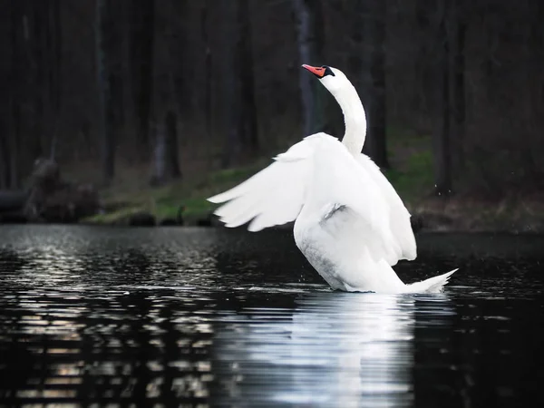 Cisne Blanco Aterrizando Lago Con Hermosas Alas Blancas —  Fotos de Stock