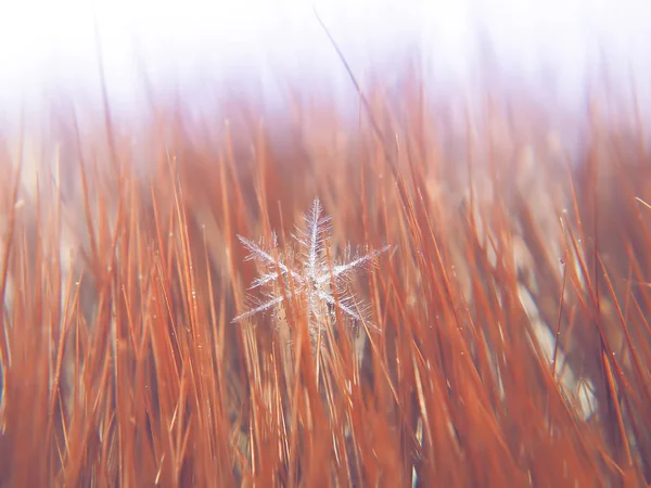 Schneeflocke Schön Auf Dem Bunten Hintergrund Makro — Stockfoto