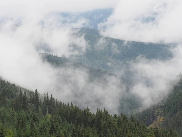 Niebla Niebla Bosque Pinos —  Fotos de Stock