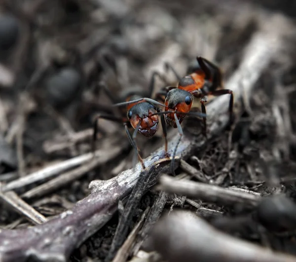 Formigas Amigos Abraçar Uns Aos Outros Fazer Foto — Fotografia de Stock