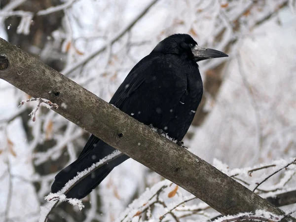 Raven Sentado Árvore Queda Neve — Fotografia de Stock