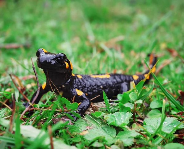 Salamandra Carpatian 산에서 잔디에서 — 스톡 사진