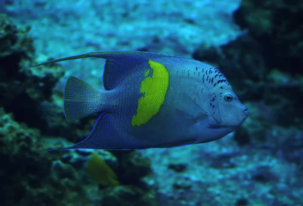 Ψάρι Heniochus Acuminatus Στο Βαθύ Μπλε Του Ωκεανού — Φωτογραφία Αρχείου