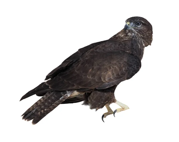 Eagle Brun Sitter Isolerad Vit Ser Tillbaka — Stockfoto