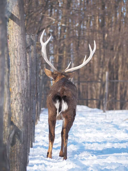 Hirsche Verschneiten Wald Der Sonne Aus Nächster Nähe — Stockfoto