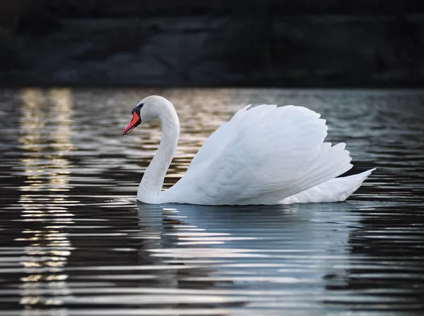 Cisne Branco Posando Lago Jovem Bonito — Fotografia de Stock