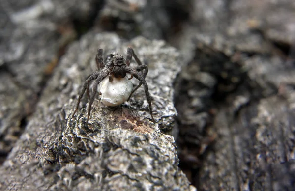 白い卵の黒いクモ — ストック写真