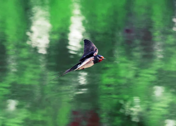 Engolir Voo Sobre Lago — Fotografia de Stock