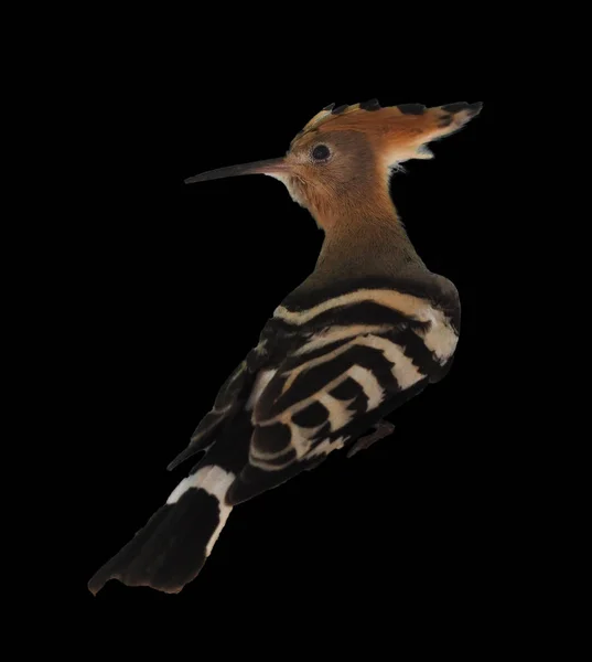 Hoopoe Pássaro Isolado Preto — Fotografia de Stock