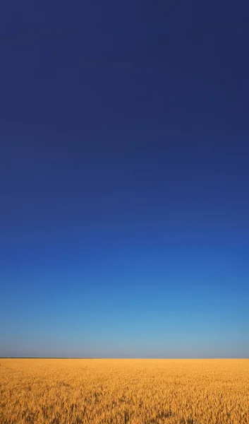 Champ Blé Sous Ciel Bleu Avec Les Nuages Blancs Panorama — Photo