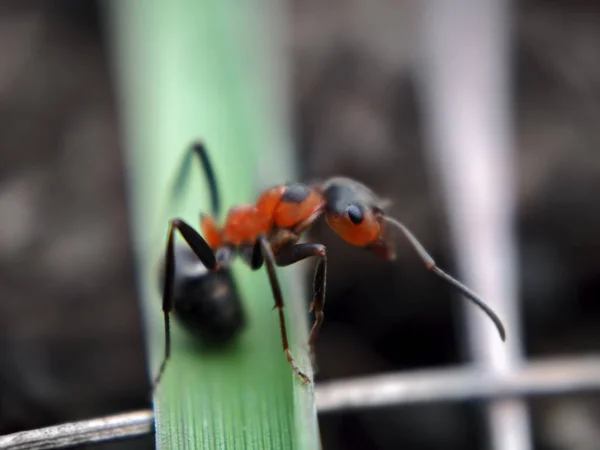 Formiga Grama Olhando Para Trás — Fotografia de Stock