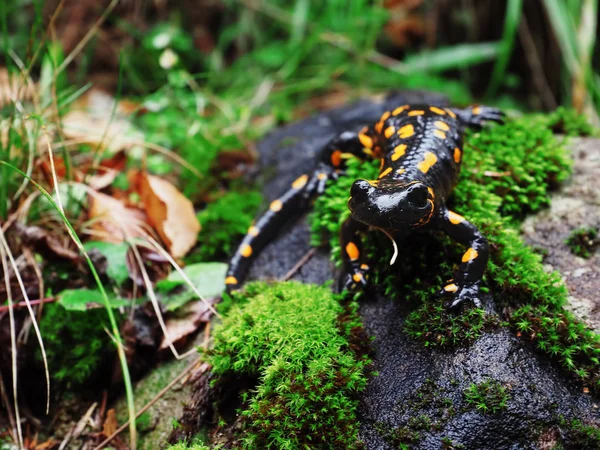 Salamandra Carpatian 산에서 잔디에서 — 스톡 사진