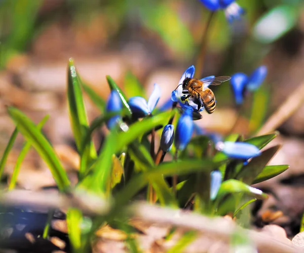 Bumble Bee Snowdrops Spring — Stock Photo, Image