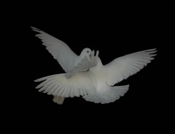 Par Casal Pombas Brancas Pombo Voo Isolado Visão Traseira Preta — Fotografia de Stock