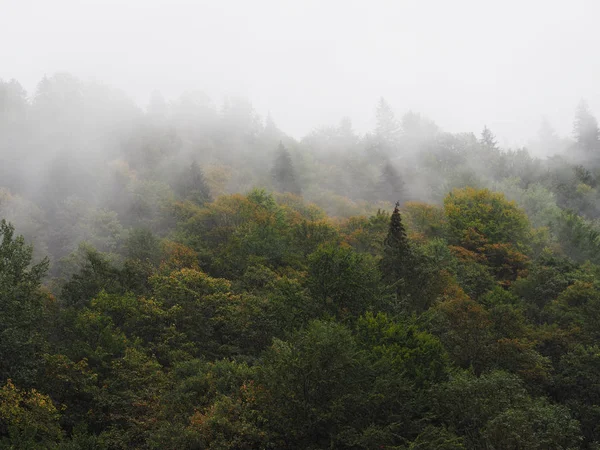 Brouillard Brouillard Des Montagnes Carpatiennes Dans Pinède — Photo