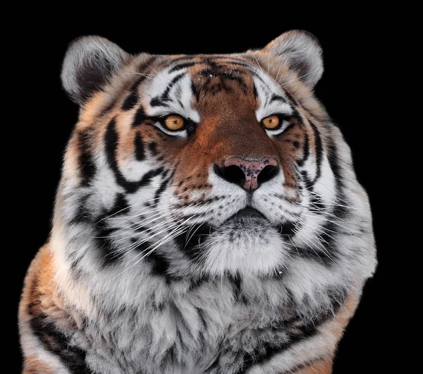 Тигры Головы Желтыми Глазами Крупным Планом Изолированы Черном — стоковое фото
