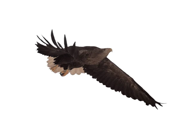 Eagle Black Flying Serious Full Size Isolated — Stock Photo, Image