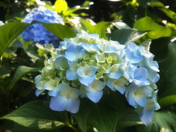 A lot of blue flowers hydrangea in the green garden