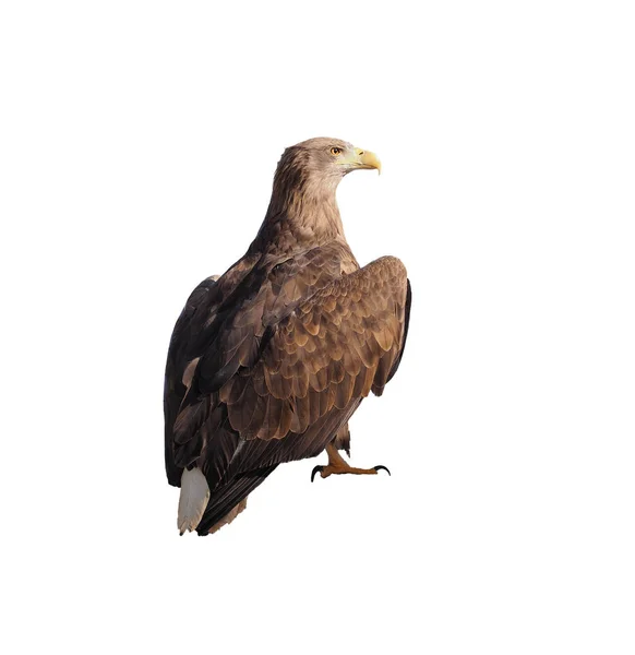 Eagle Bruin Zit Geïsoleerd Witte — Stockfoto