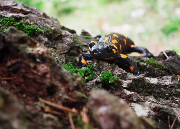 Salamandra Pedra Grama Verde Nas Montanhas Carpatian — Fotografia de Stock