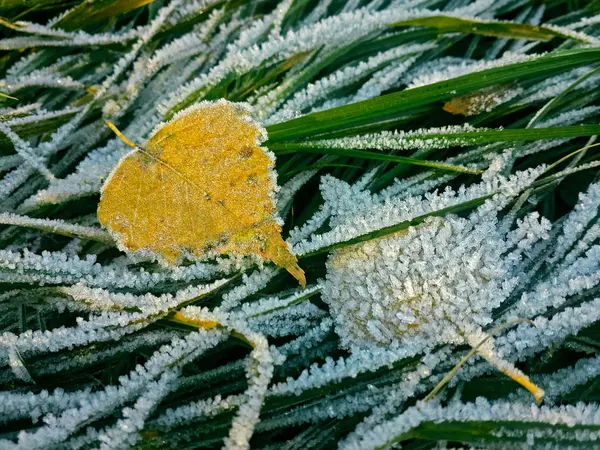 Замороженные Листья Природный Фон — стоковое фото