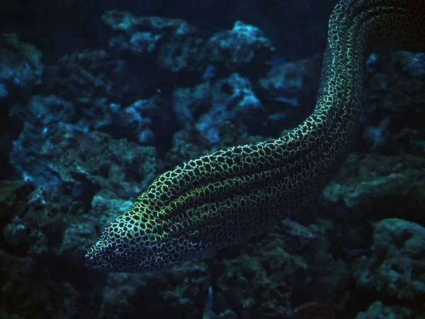 Murena Enorme Cobra Suando Oceano Azul — Fotografia de Stock