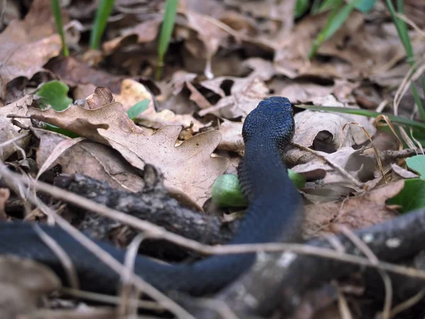Serpente Nero Nella Foresta Sulla Vista Dell Erba Dietro — Foto Stock