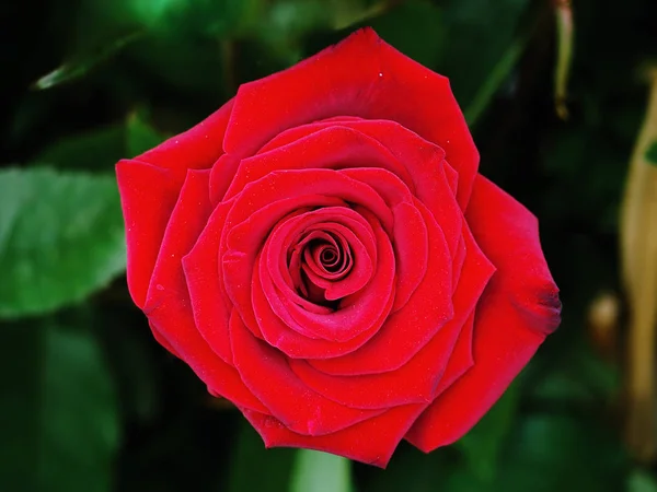 Rosa Vermelha Após Chuva Fechar Grama Verde — Fotografia de Stock