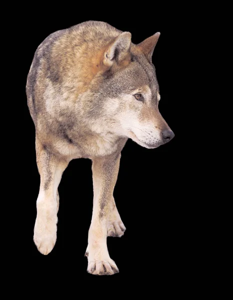 Wolf Running Grey Full Size Cute — Stock Photo, Image